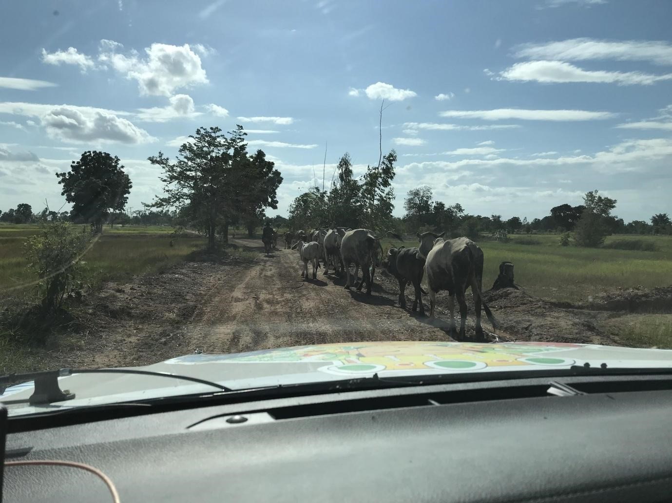 Herds of cattle often appear in the road.